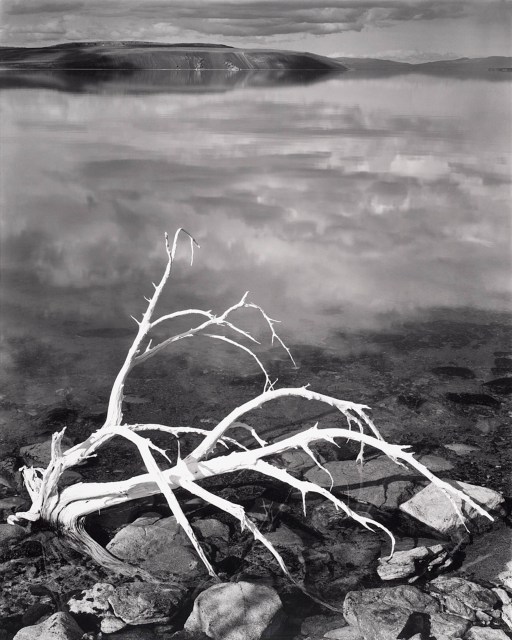 White Branches, Mono Lake, California, 1947